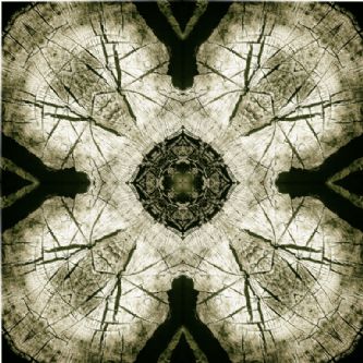 Desert Garden II - Foto 18