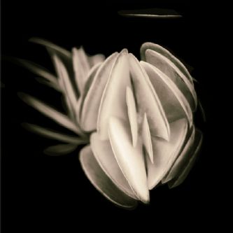 Desert Garden 000-DG