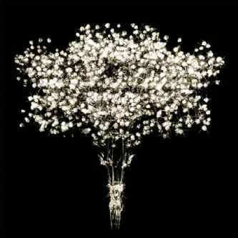 Desert Garden 001-DGI