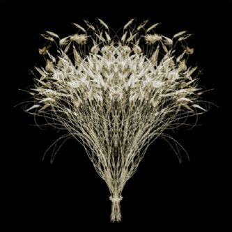 Desert Garden 019-DGI