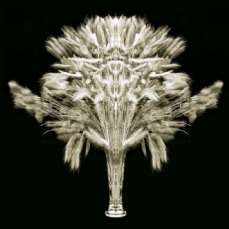Desert Garden 044-DGI