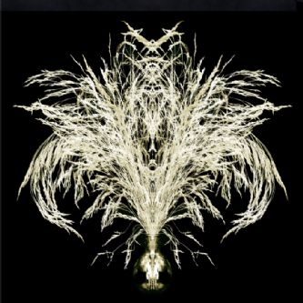 Desert Garden 059-DGI