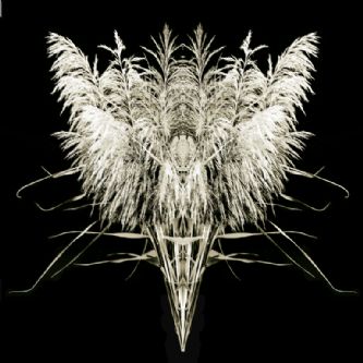Desert Garden 061-DGI